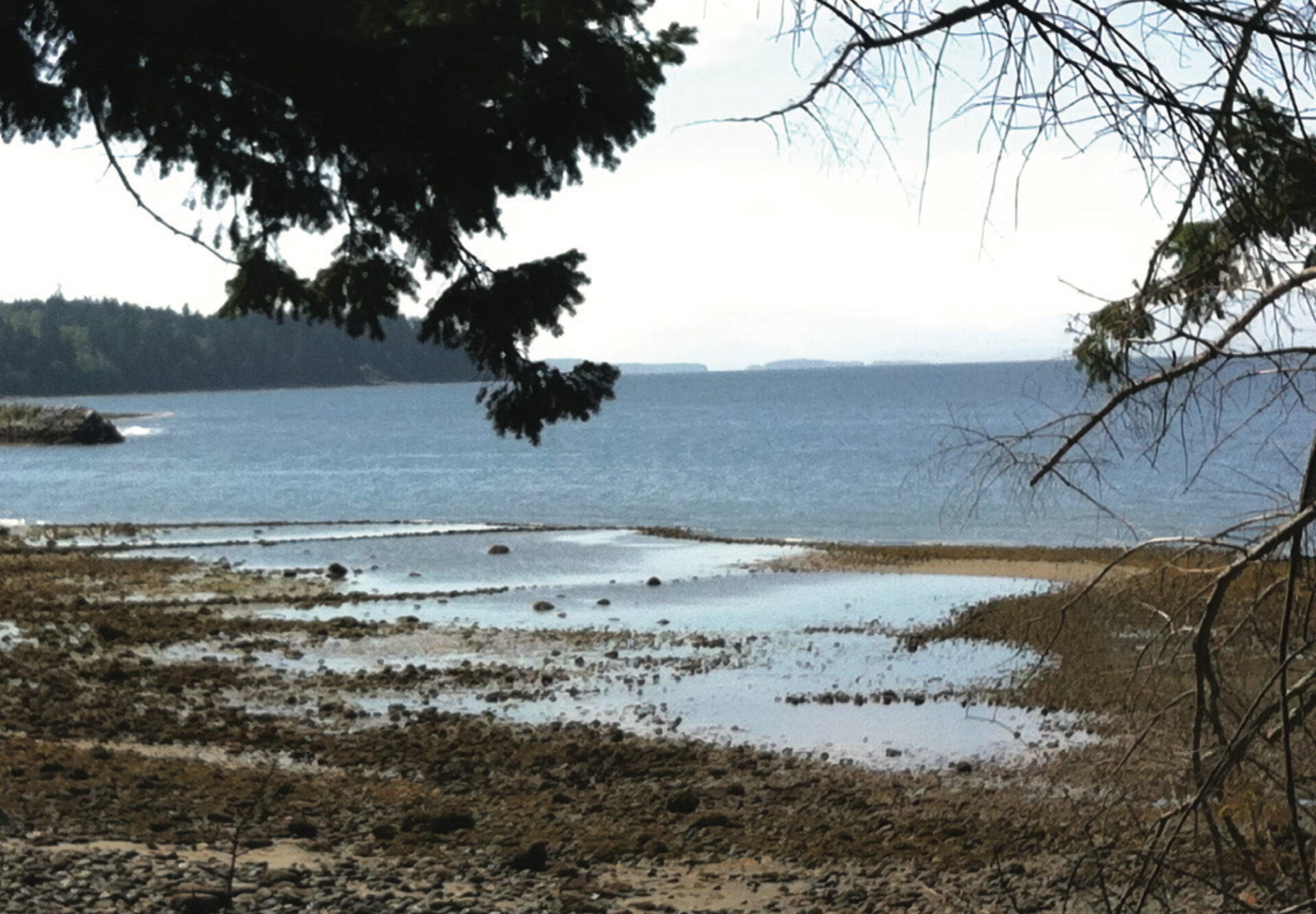 Fish Weirs seen from the Dr. Garner Nature Trail at Shelter Point. Photo by The Texada Island Museum & Archives.