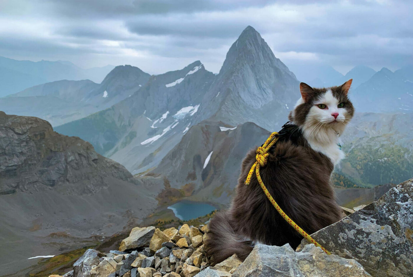 Happy Tails on Beautiful Trails • British Columbia Magazine