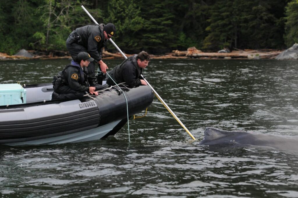 The Art And Science Of Whale Disentanglement • British Columbia Magazine 3