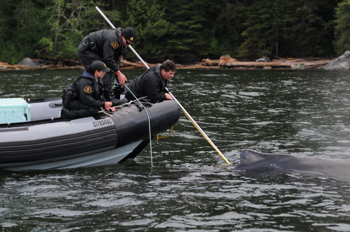 The Art And Science Of Whale Disentanglement • British Columbia Magazine