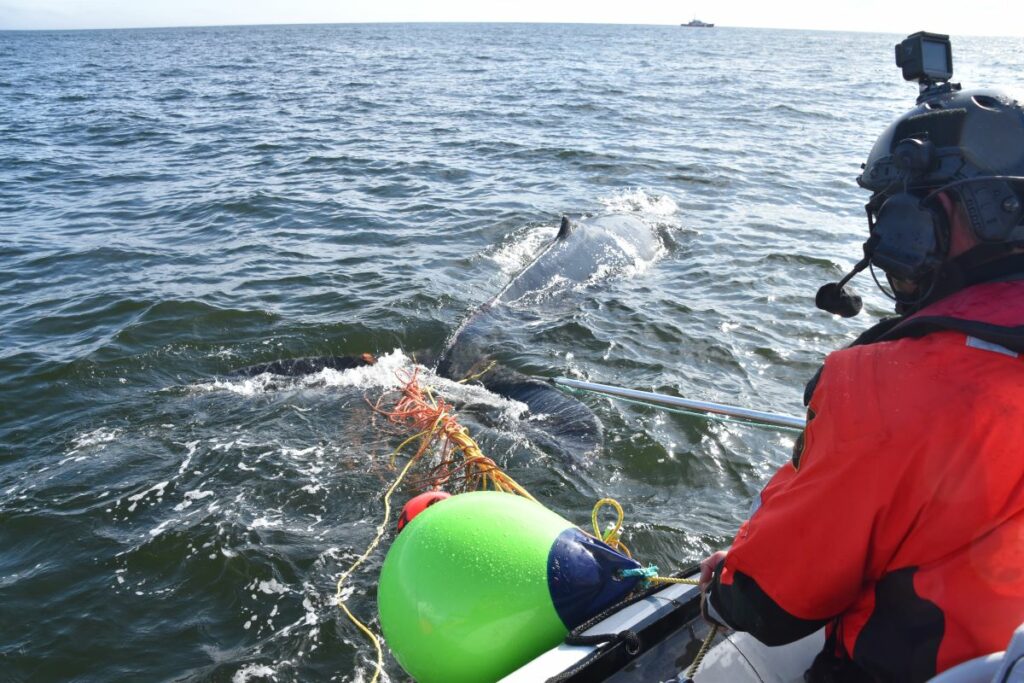 The Art And Science Of Whale Disentanglement • British Columbia Magazine 1