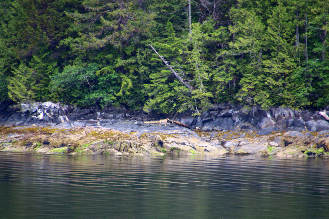 The Lives Of BC’s Coastal Wolves • British Columbia Magazine