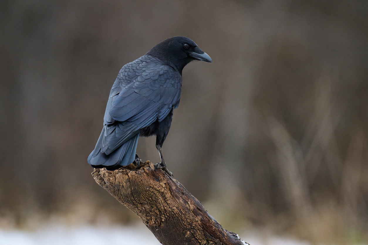 Crowin’ For Ravens, Ravin’ For Crows • British Columbia Magazine