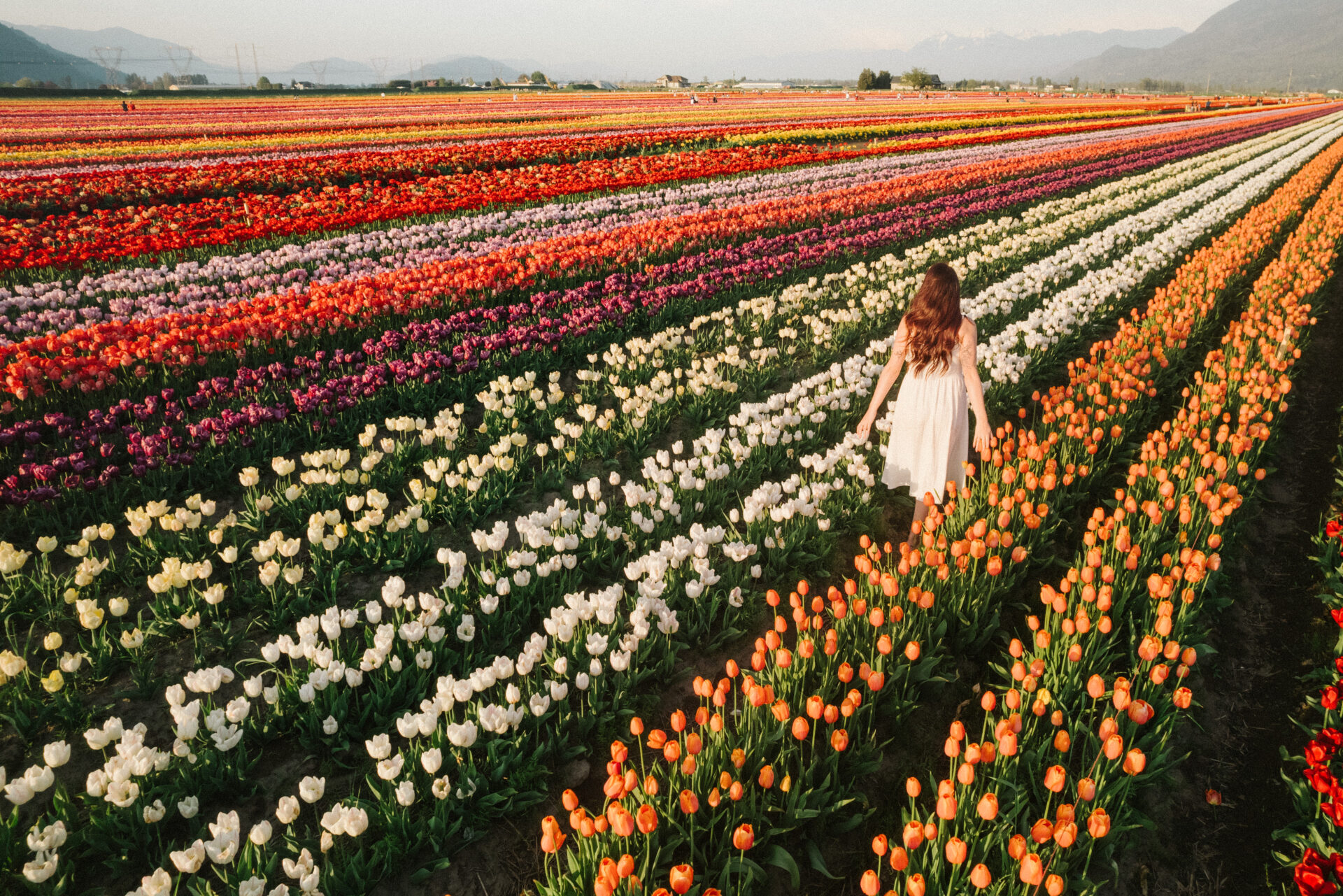 Flowers In Abbotsford • British Columbia Magazine