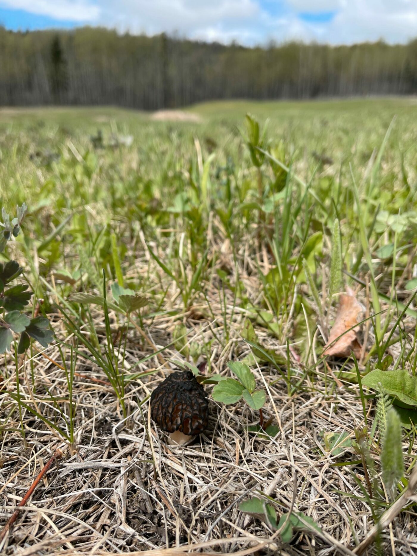 The Search For Morels • British Columbia Magazine