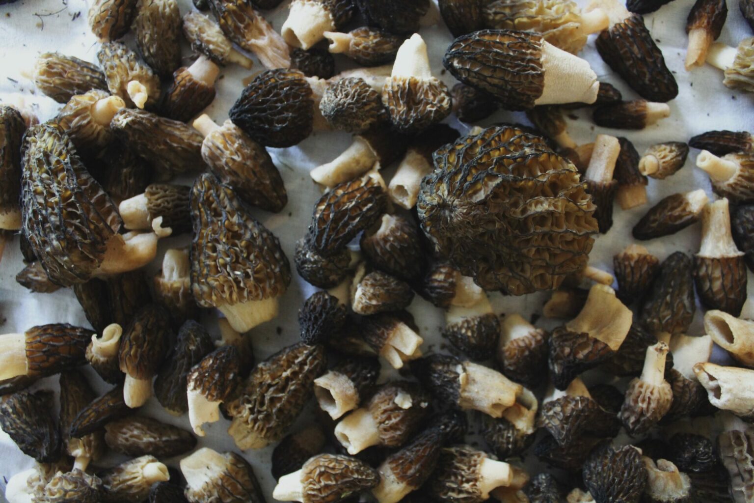The Search For Morels • British Columbia Magazine