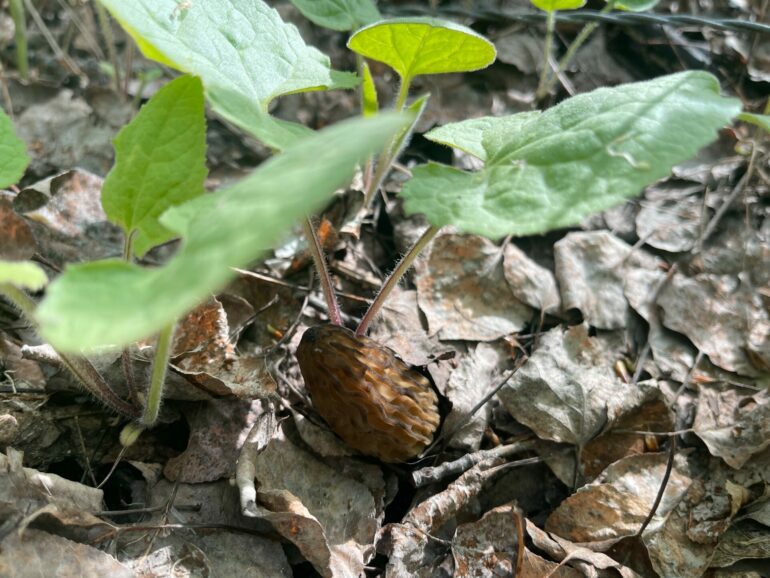 The Search For Morels • British Columbia Magazine