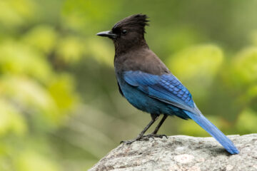 The Steller’s Jay: British Columbia’s Official Bird • British Columbia