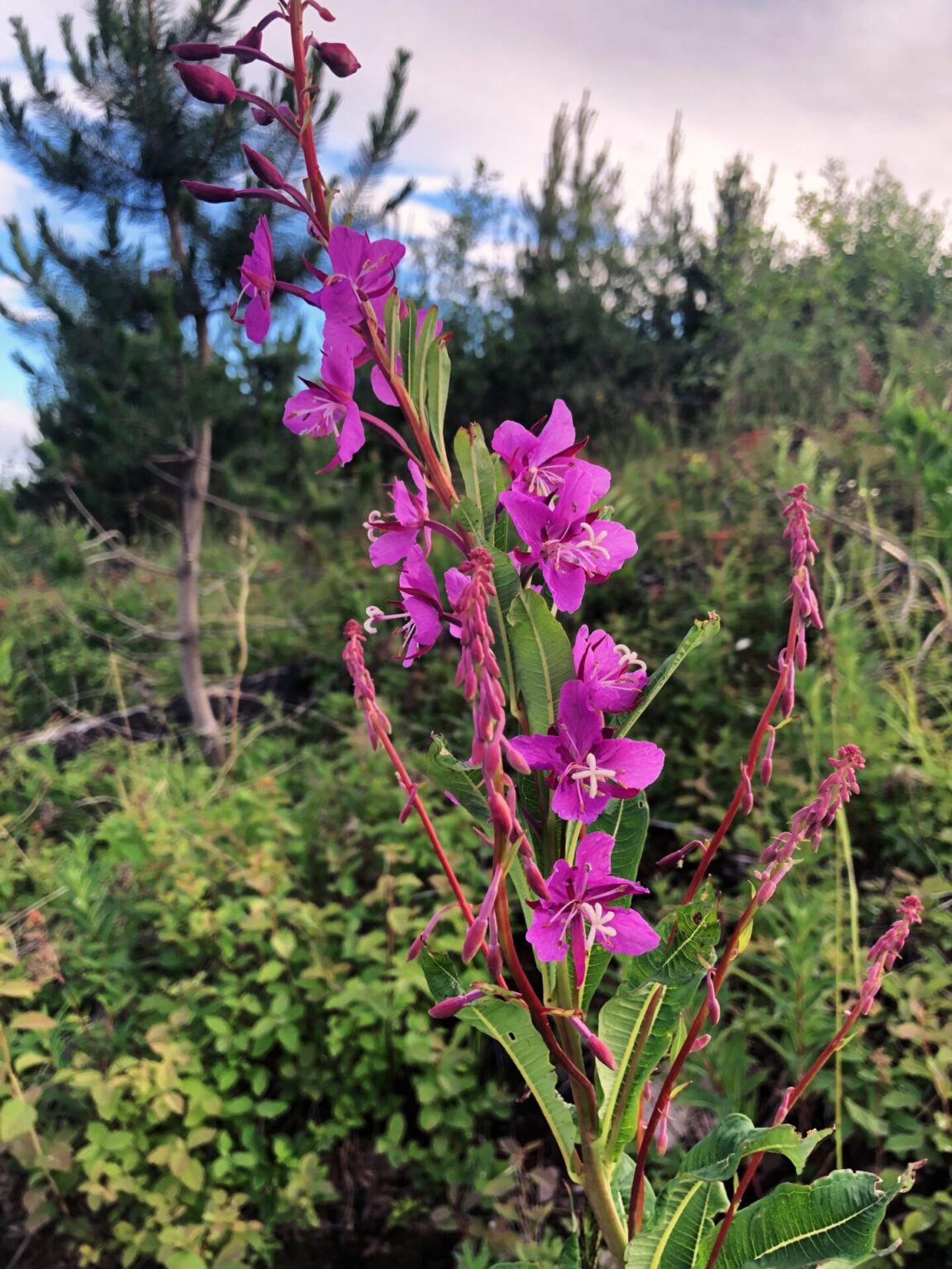 Fireweed Foraging • British Columbia Magazine