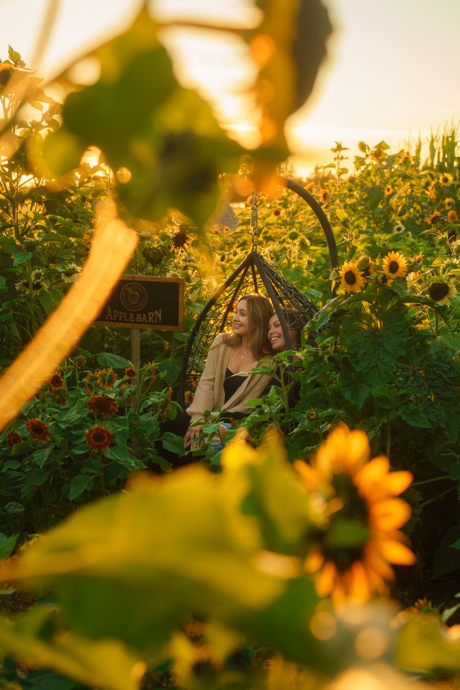 The Magic of Sunflowers & The Magic of Fall • British Columbia