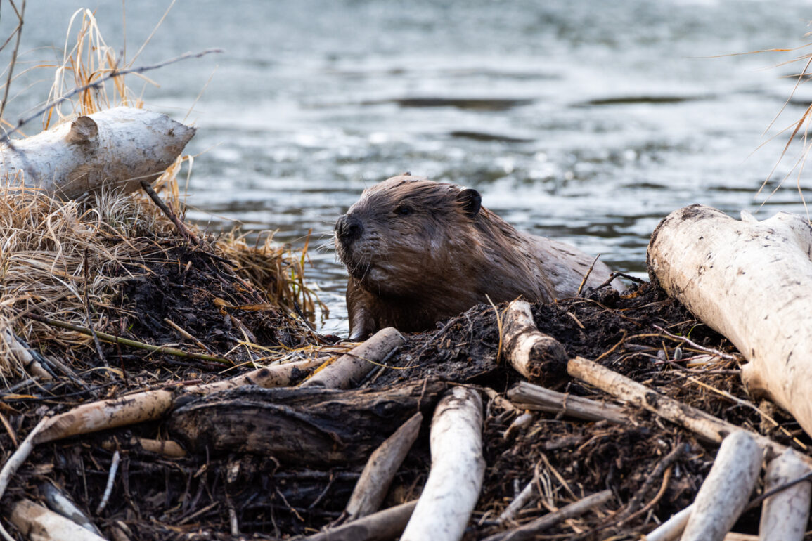 Ecosystem Engineers Examples Ecosystem Engineers • British Columbia Magazine