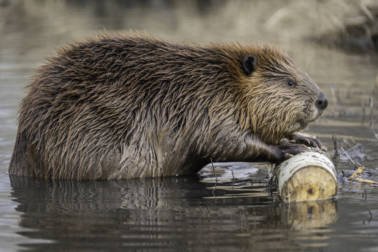 Ecosystem Engineers Examples Ecosystem Engineers • British Columbia Magazine