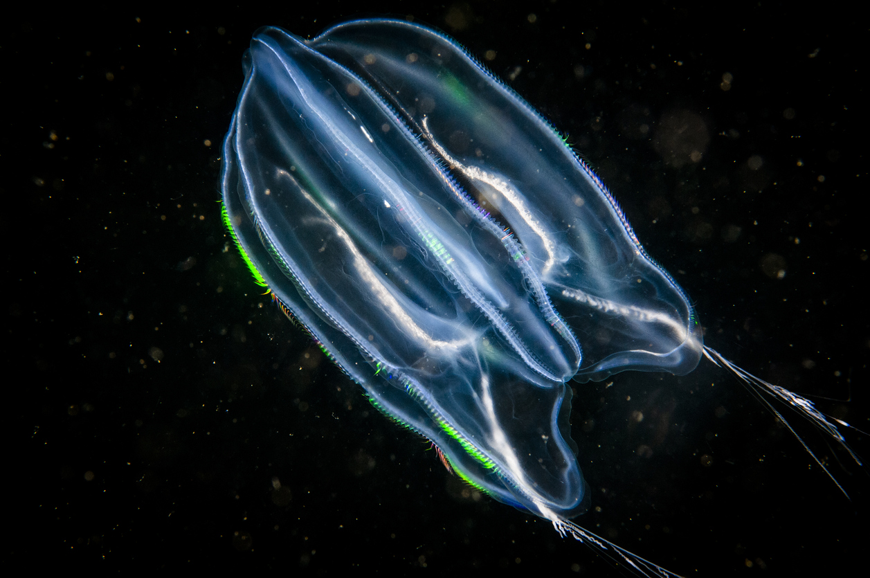 Comb Fish The Ghosts Of The Salish Sea • British Columbia Magazine